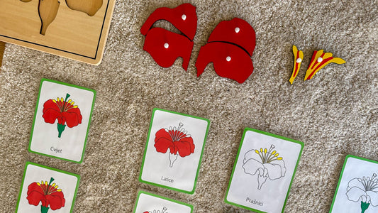 Montessori jezik: Uvod u čitanje – otkrivanje svijeta riječi