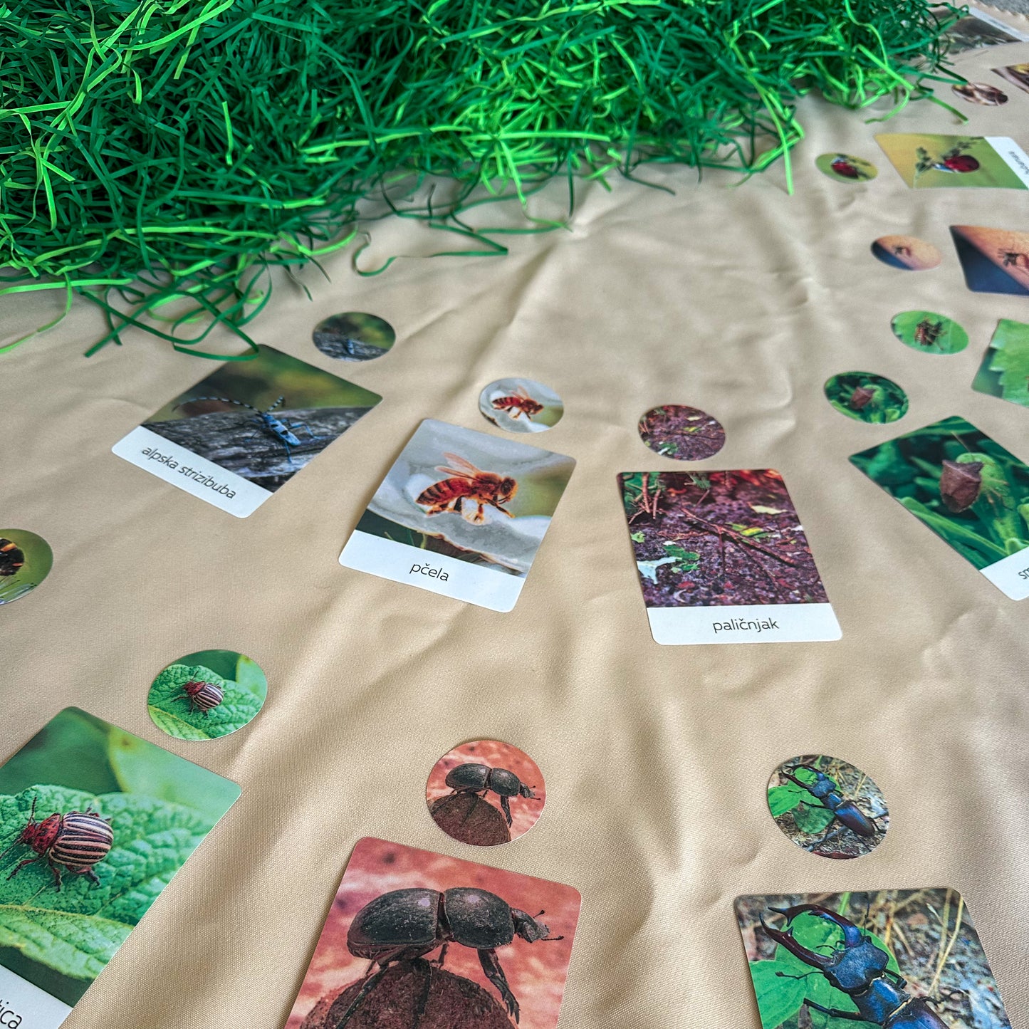 Pronađi bube (digitalni materijal)