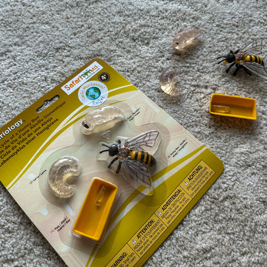 Minijature Životni ciklus pčele