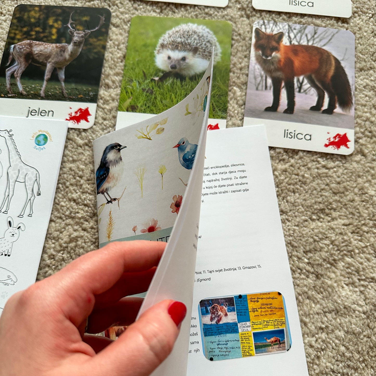 Montessori kartice u drvenoj kutiji - Životinje svijeta