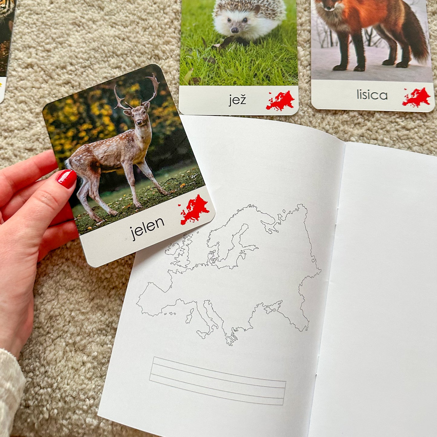 Montessori kartice u drvenoj kutiji - Životinje svijeta
