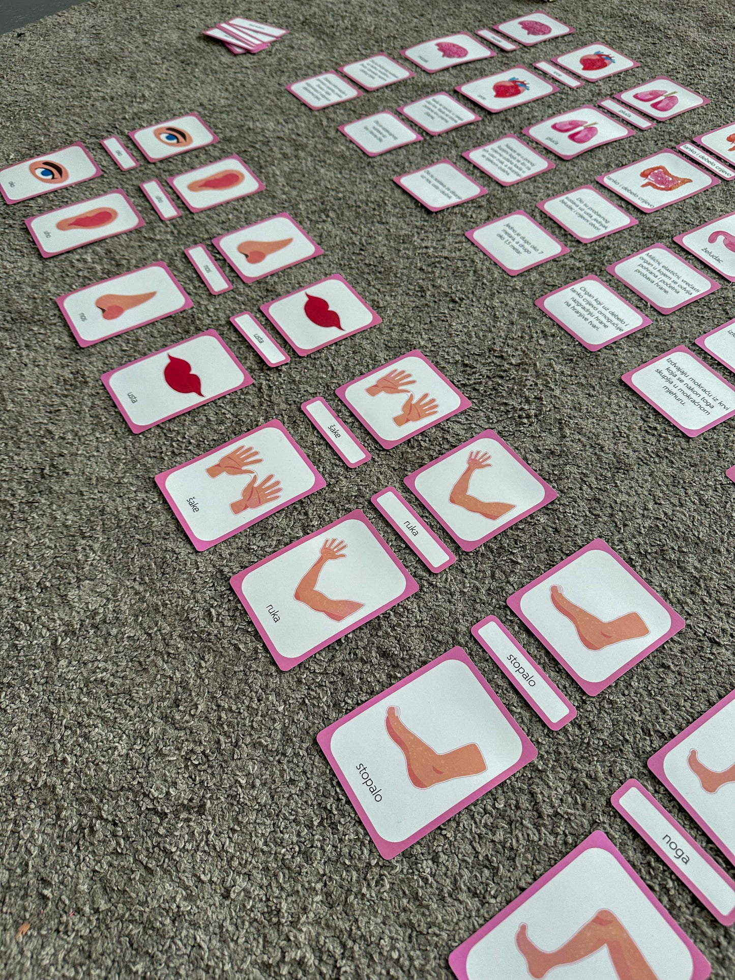 Human body - educational cards (digital product)