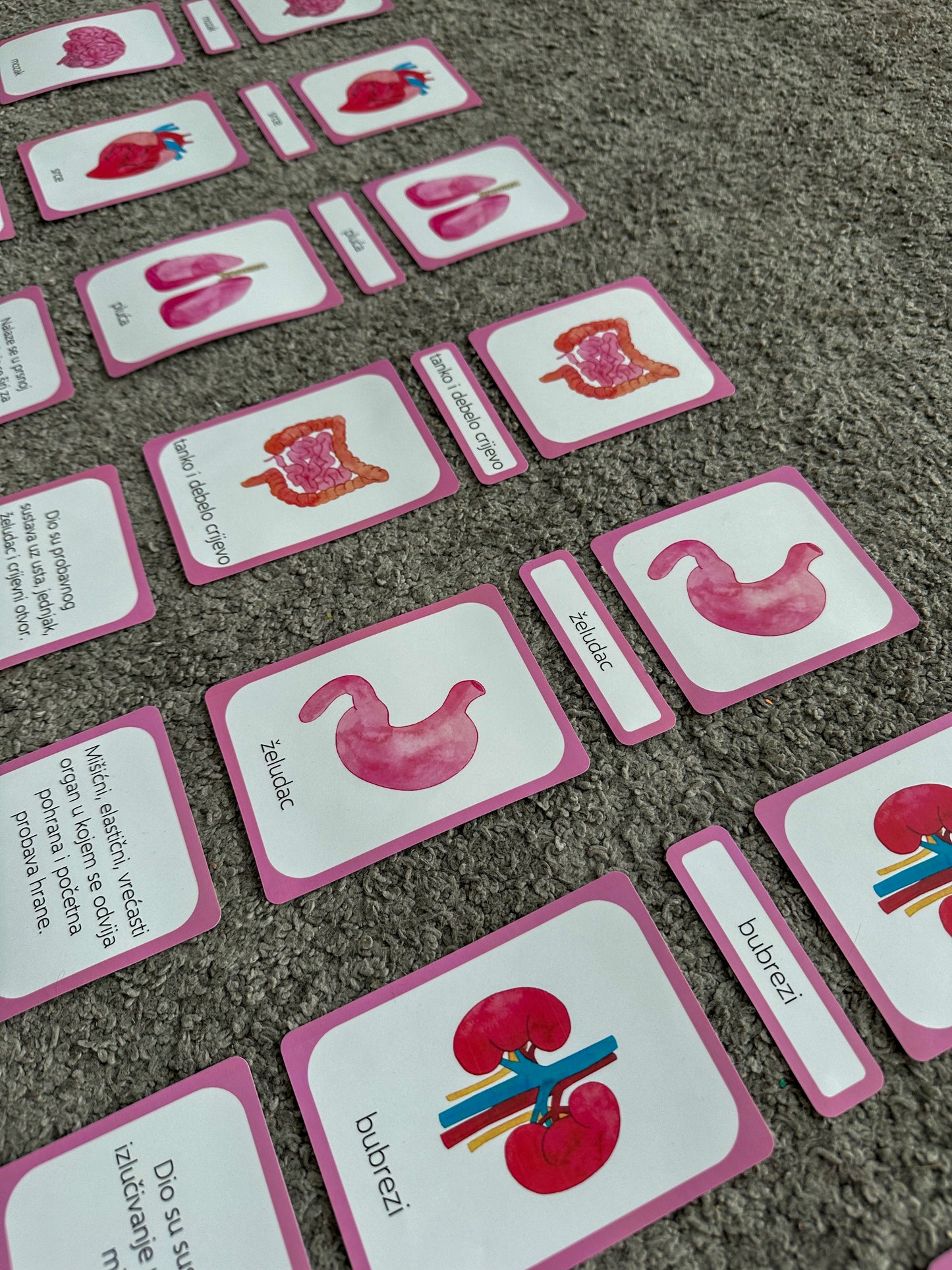 Human body - educational cards (digital product)