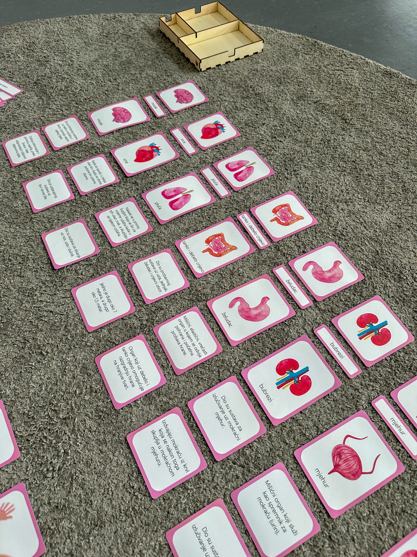 Human body - educational cards (digital product)