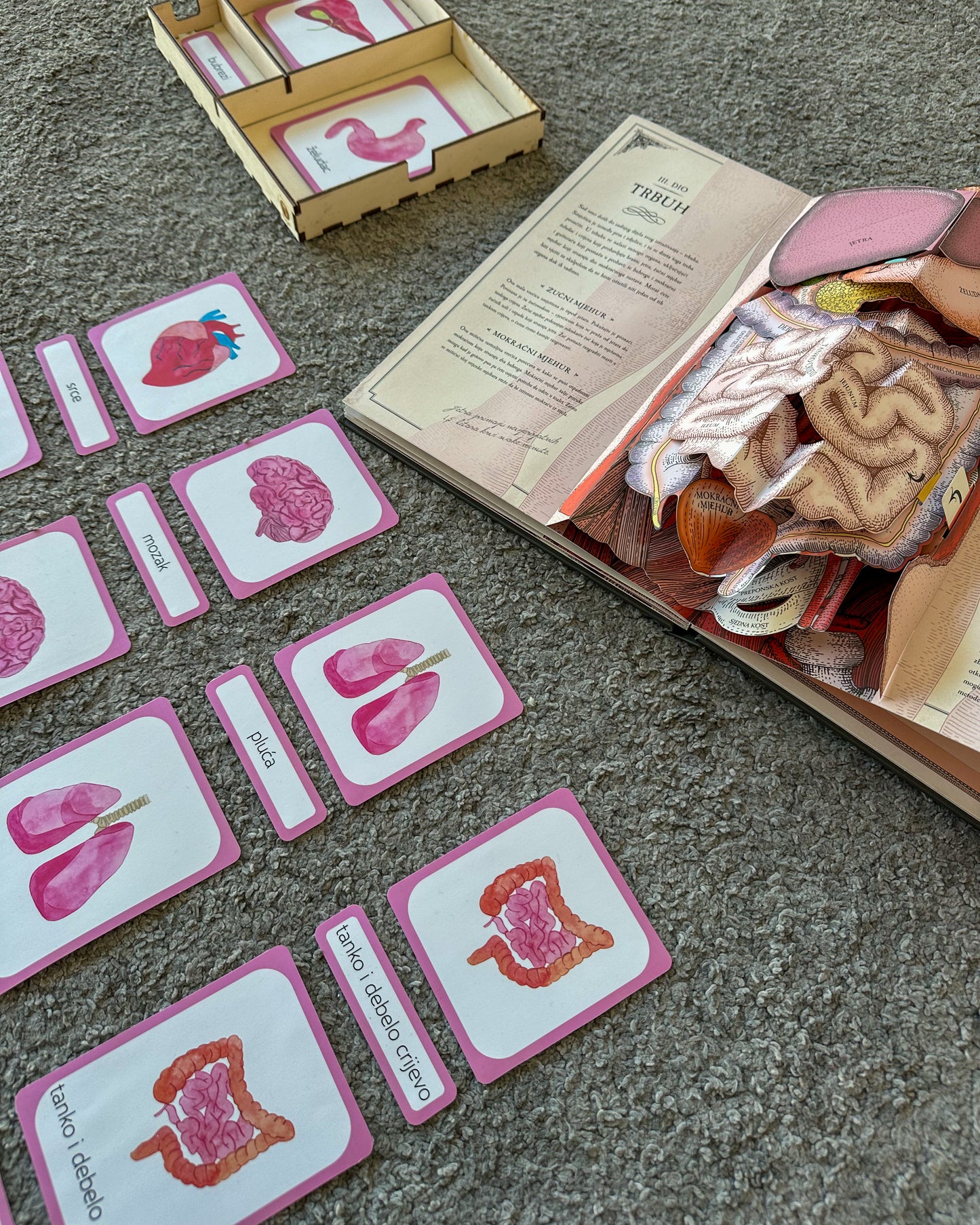 Human body - educational cards (digital product)